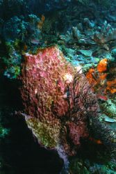 Barrel sponge. Taken 05-05, St. Lucia. Nikonos V, 20mm le... by Matthew Shanley 